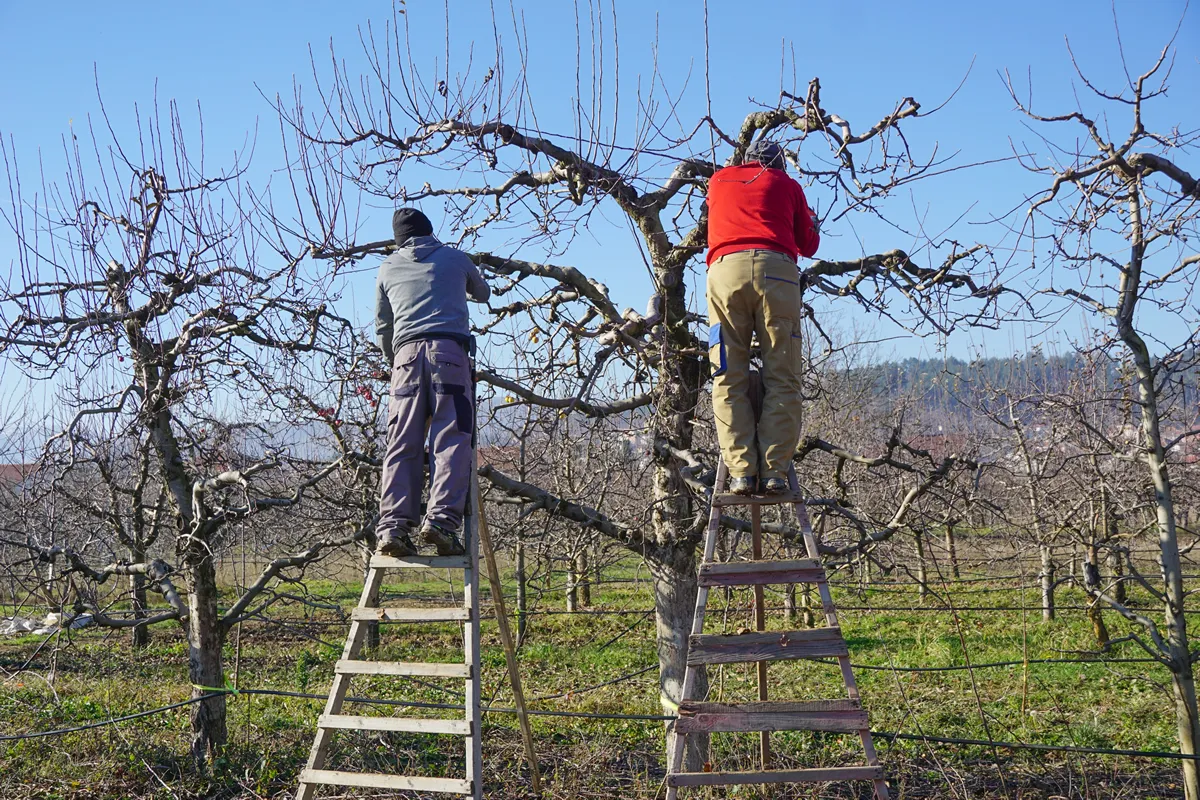 Winter pruning of apple tree agriculture concept .two pruners with electric secateurs. unrecognizable persons